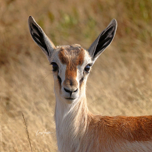 Portrait of a Gazelle - Color print of a gazelle in the Serengeti
