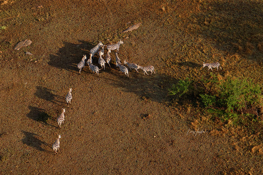 Hot air balloon view of grazing zebras