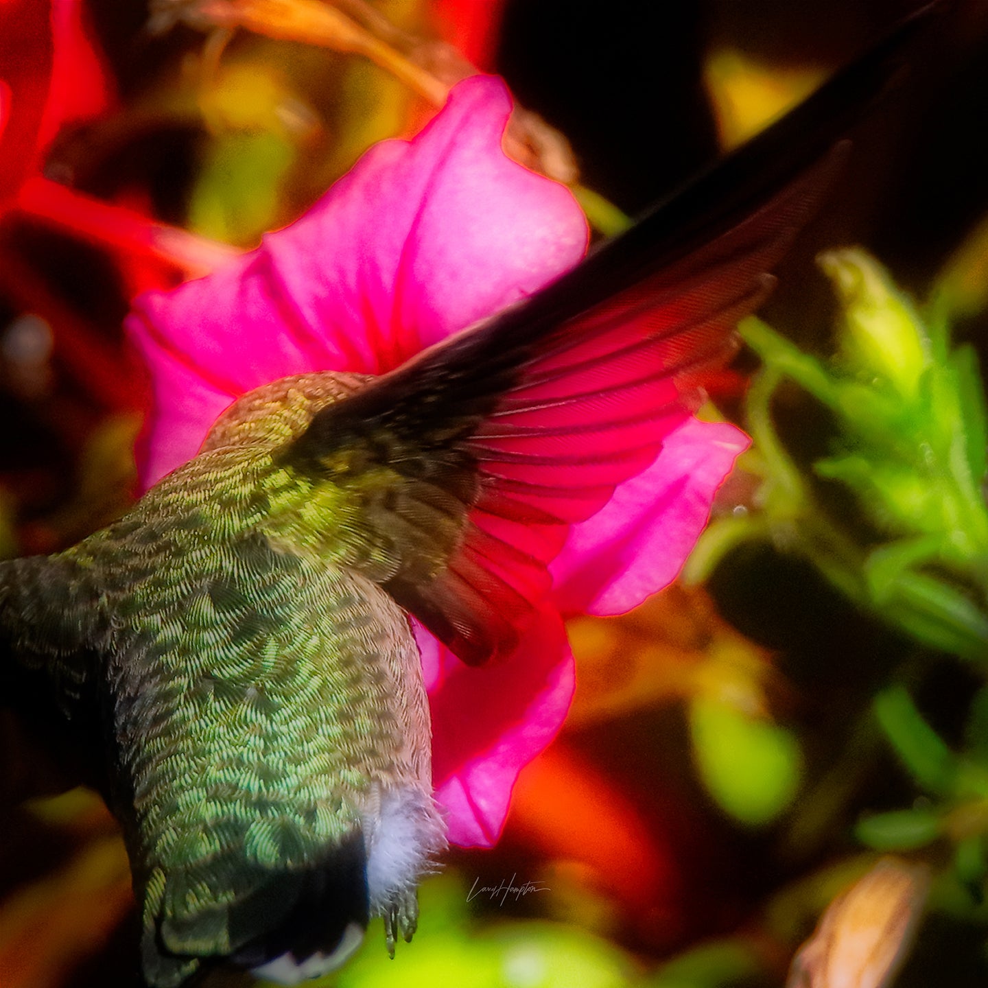 Scarlet - Hummingbird Photo Print by LARRY HAMPTON
