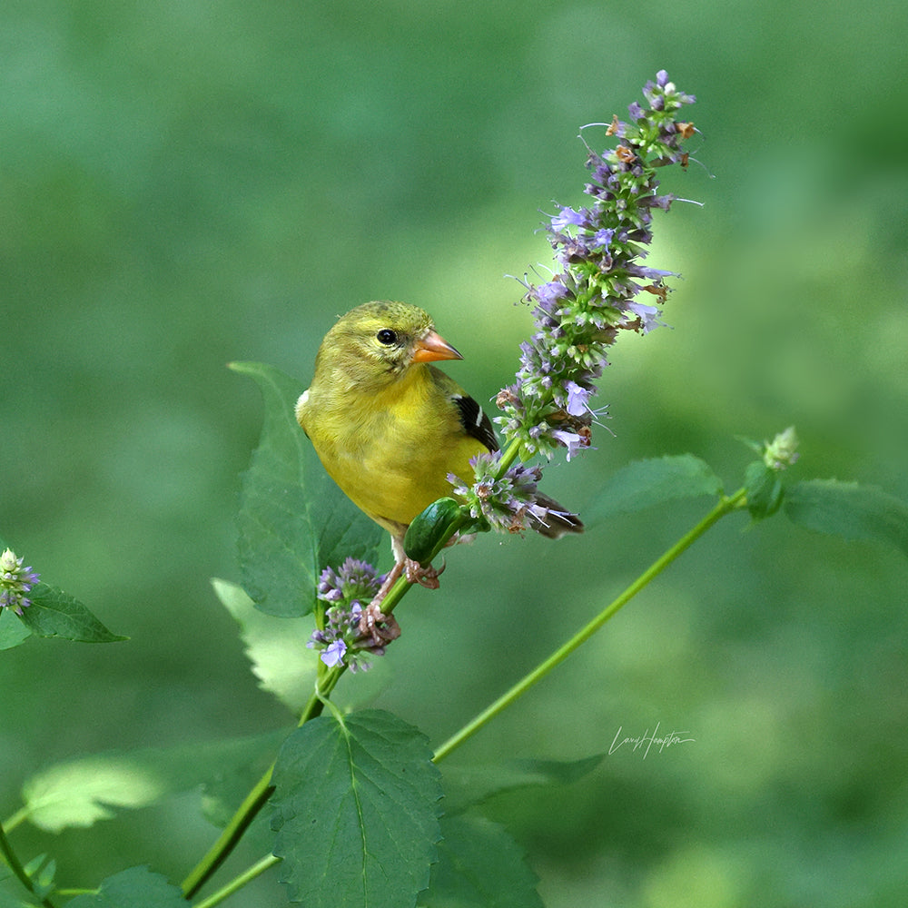 Yellow Bird & Flower by LARRY HAMPTON