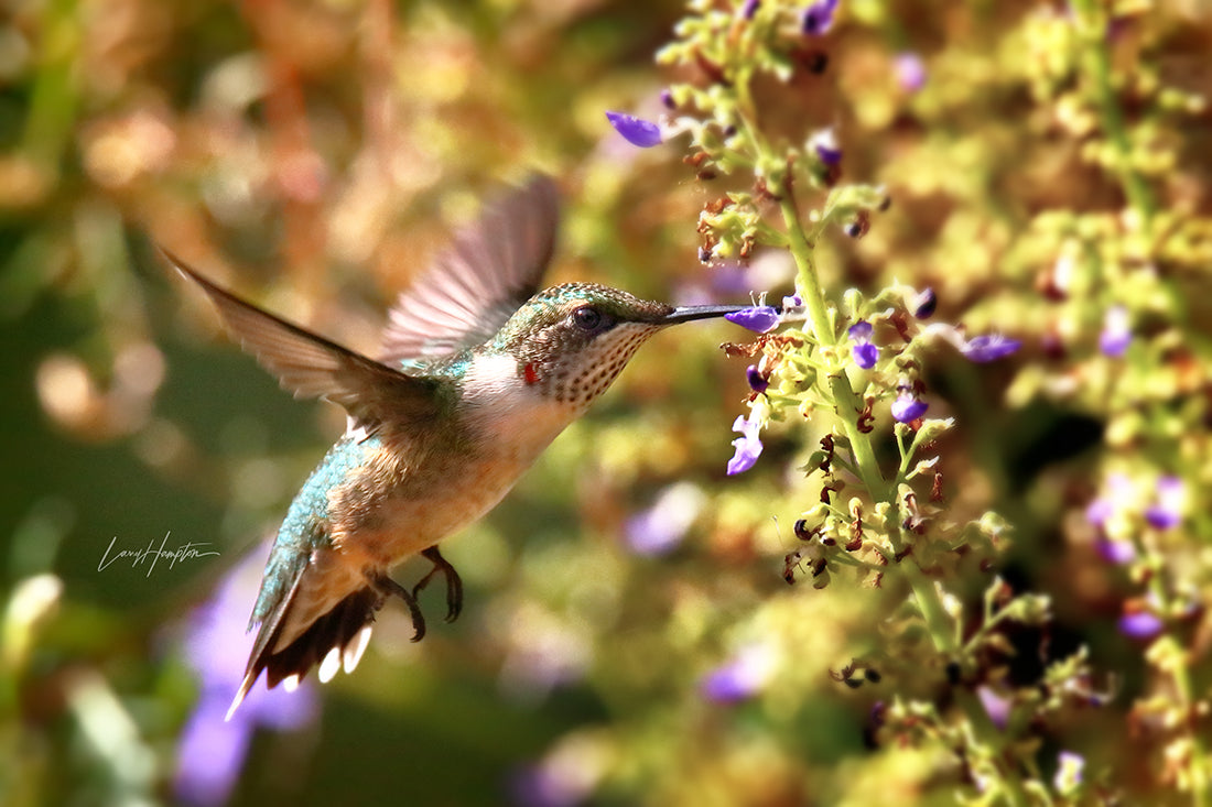 Ruby-throated Hummingbird 3972 by LARRY HAMPTON