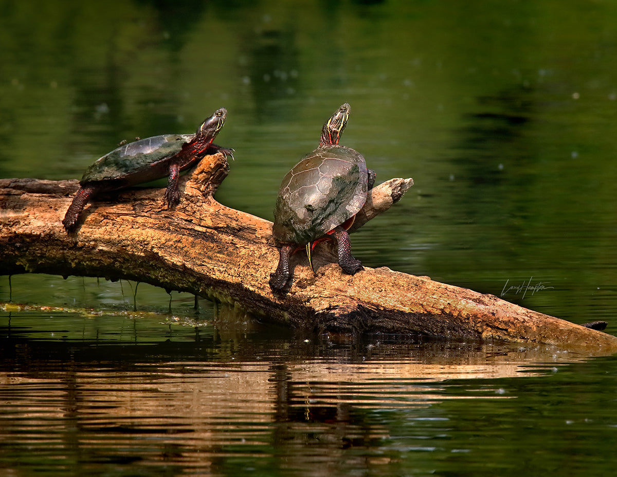 Painted Turtle 4275