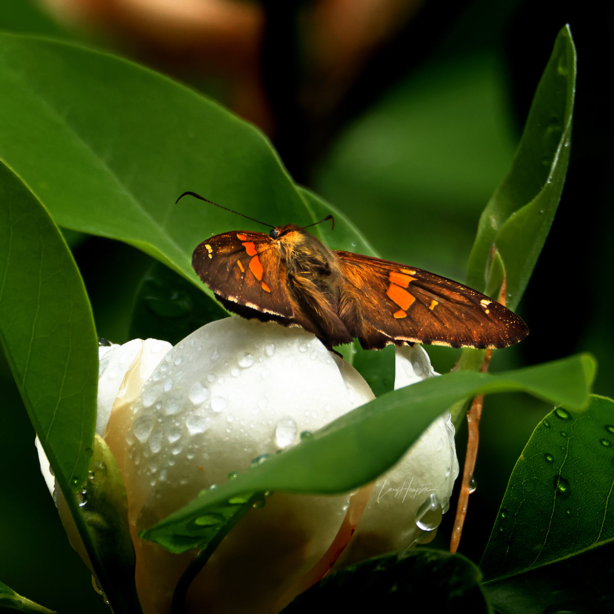 Skipper Butterfly on a Magnolia Flower 6359