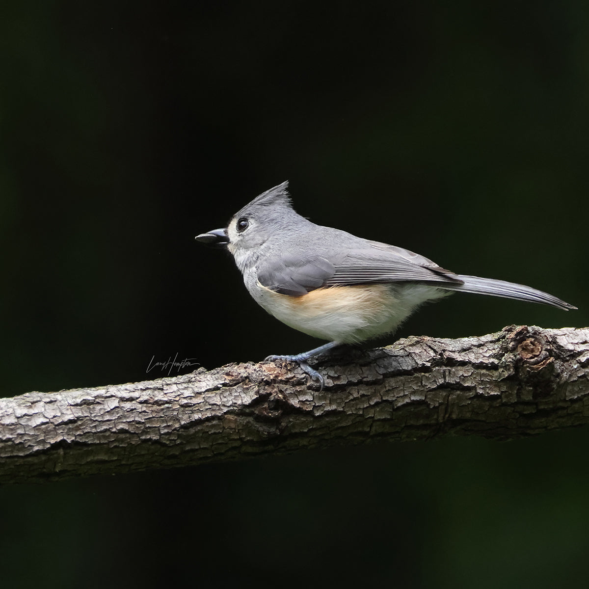 Tufted Titmouse 7430