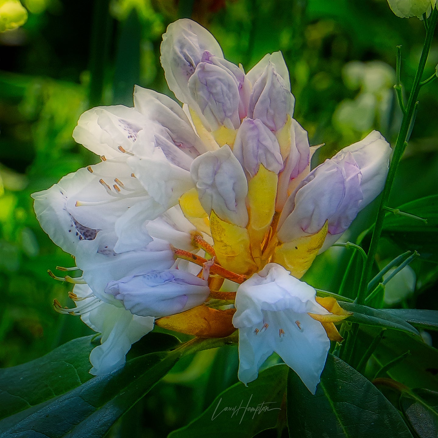 In The Beginning  by LARRY HAMPTON
