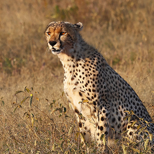 Cheetah the Serengeti Sentinel - Cheetah Fine Art Photography Print by Larry Hampton