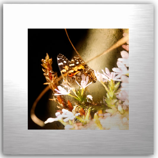 Painted Lady on Metal  by LARRY HAMPTON