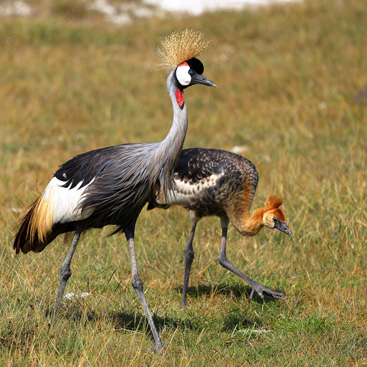 Grey-Crowned Cranes - Fine Art Photography Print by Larry Hampton