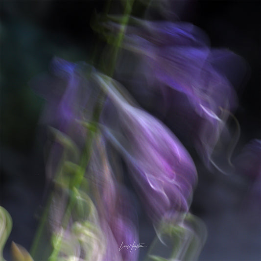 Whispering Blooms - ICM photo print of subtle tones and colors of hosta flowers.