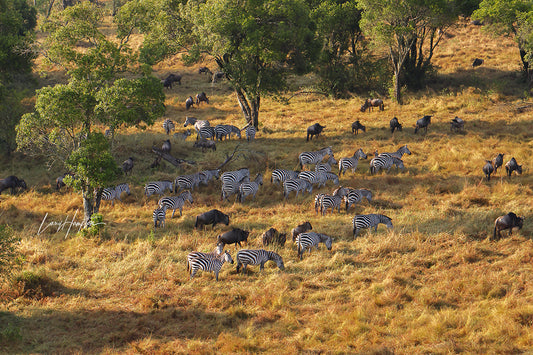 Grazing Zebras and Wildebeest - Fine Art Photography Print by Larry Hampton