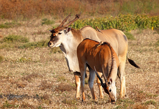 Eland Antelope - Fine Art Photography Print by Larry Hampton