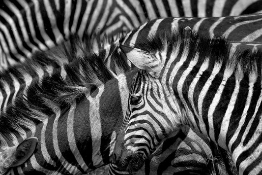 Zebra Stripes- Fine Art B&W Print of Zebras in the Serengeti