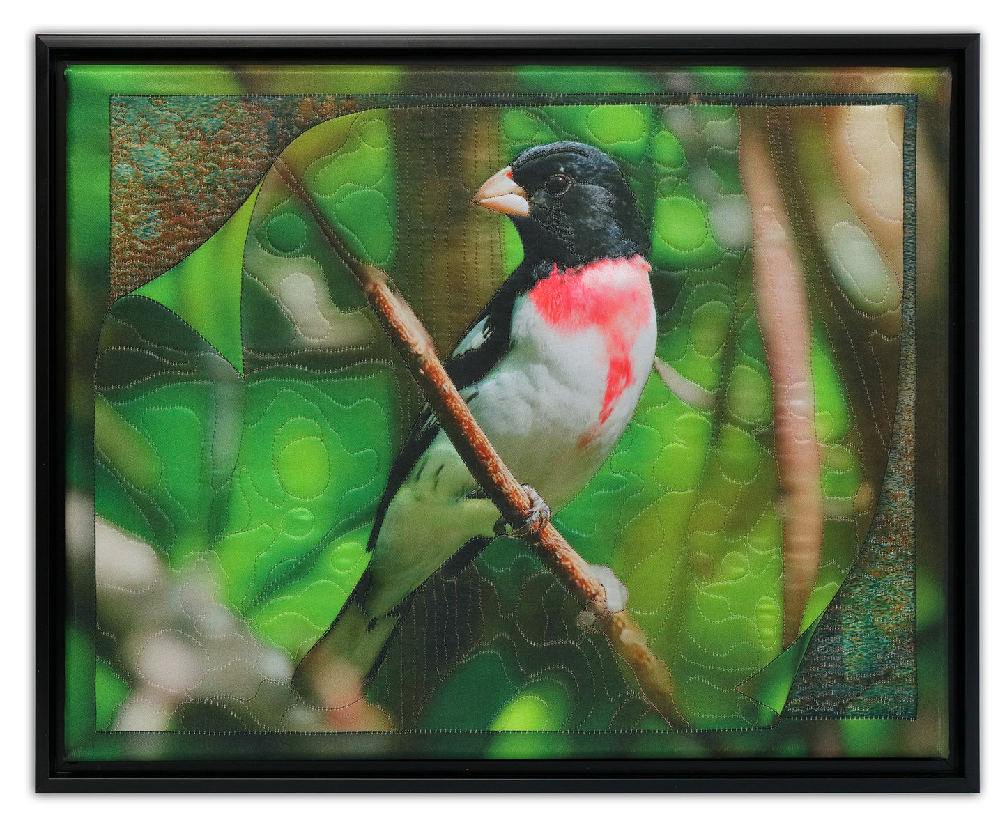 GROSBEAK BW2107 BY KAREN & LARRY HAMPTON