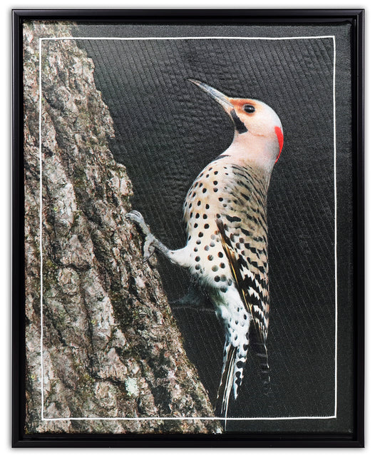 Northern Flicker BW9263 - Bird Watch Wall Quilt by Karen & Larry Hampton