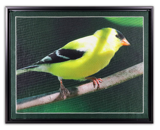 Goldfinch BW9245 - Bird Watch Wall Quilt by Karen & Larry Hampton