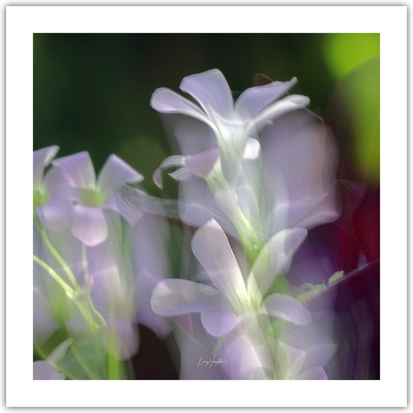 Blurred Beauty - ICM photo print of flowers blended in mesmerizing harmony.