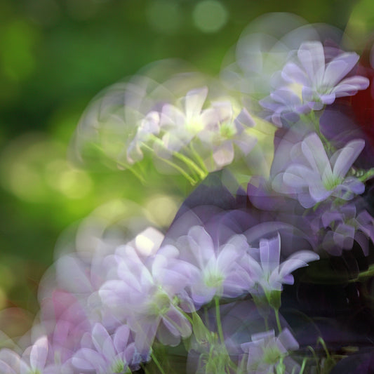 Ethereal Garden – White Shamrock Impressionist Canvas Art Print