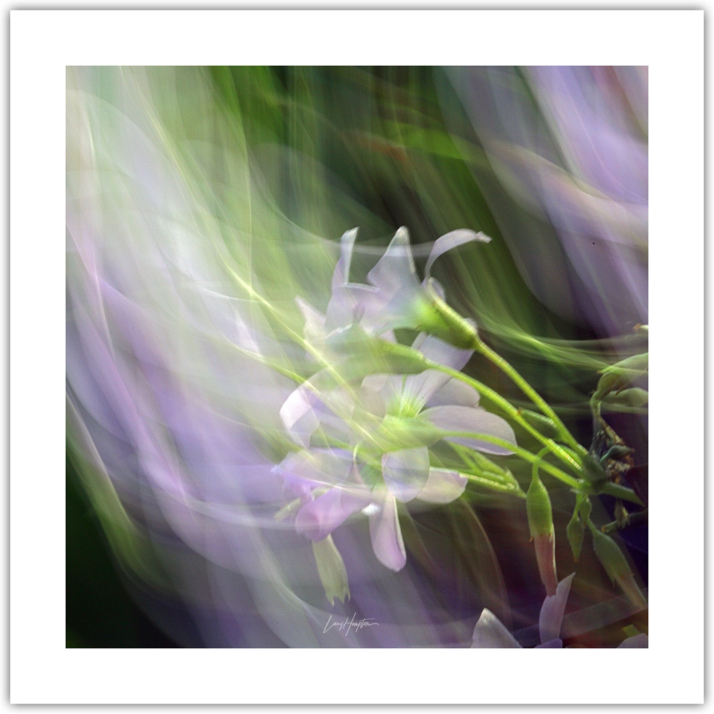 Ethereal Garden - ICM photo print of flowers blended in mesmerizing harmony.