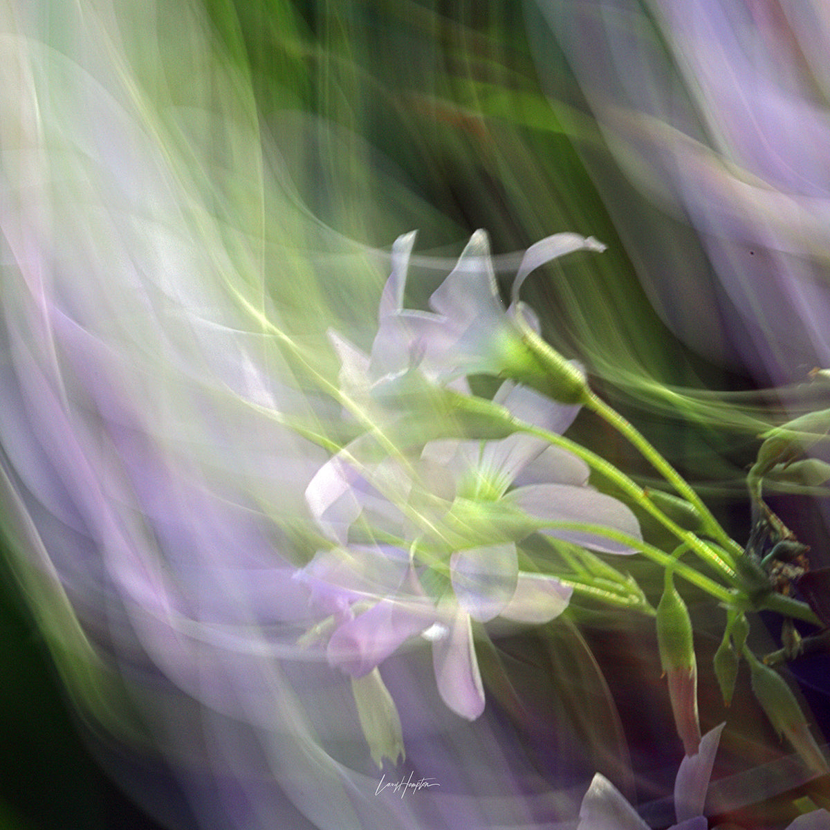 Ethereal Garden - ICM photo print of flowers blended in mesmerizing harmony.