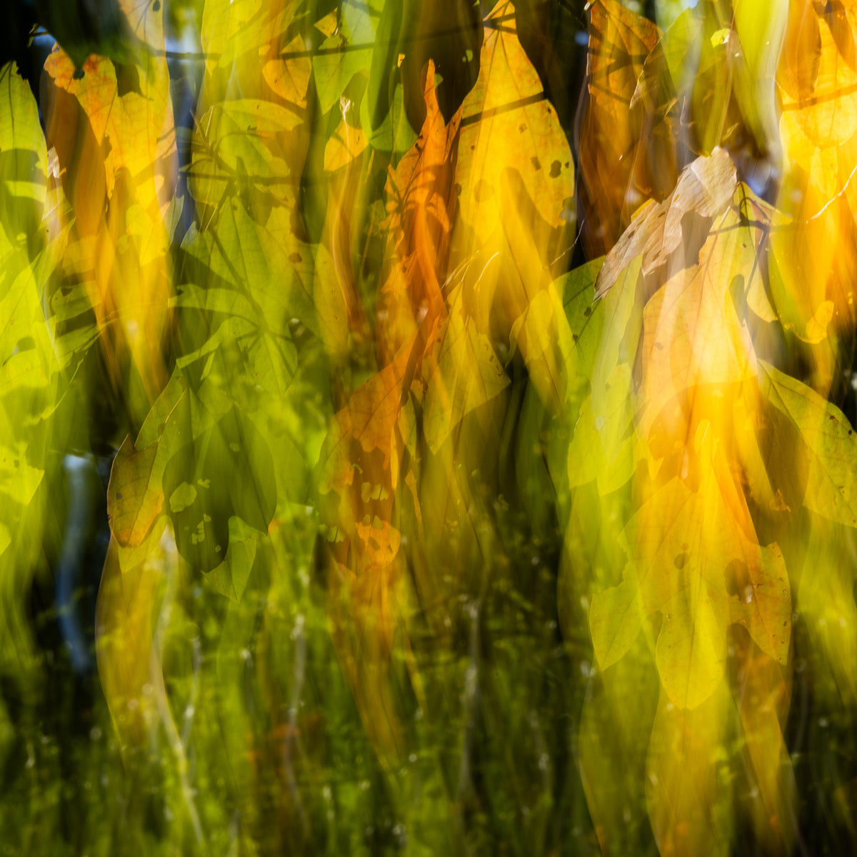 Falling - Autumn Canvas Photo Art Print