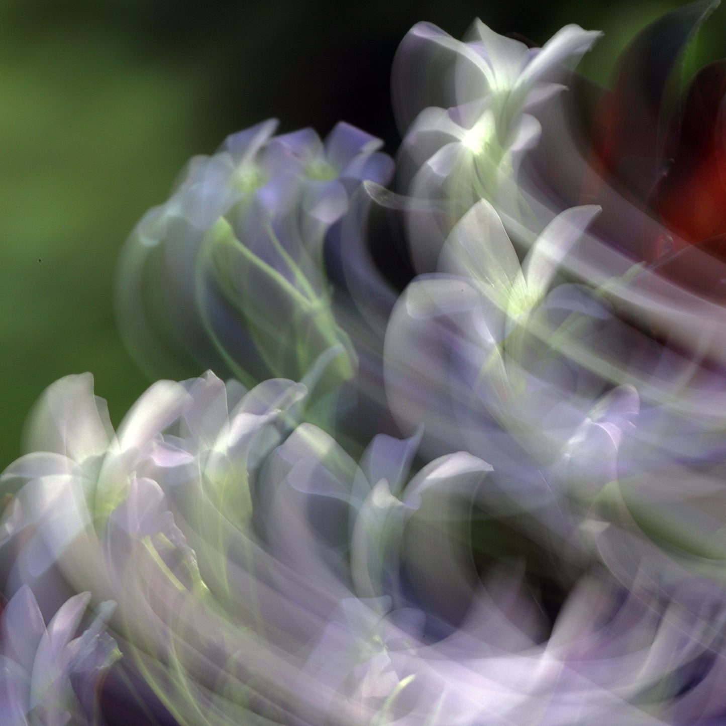 Floral Wave – White Petals Impressionist Canvas Art Print