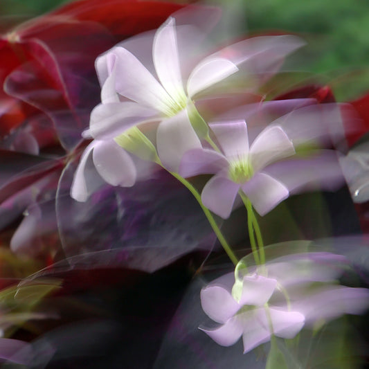 “Flowers In Silence” Is a Canvas Photo Art Print of white flowers, Edition of 10