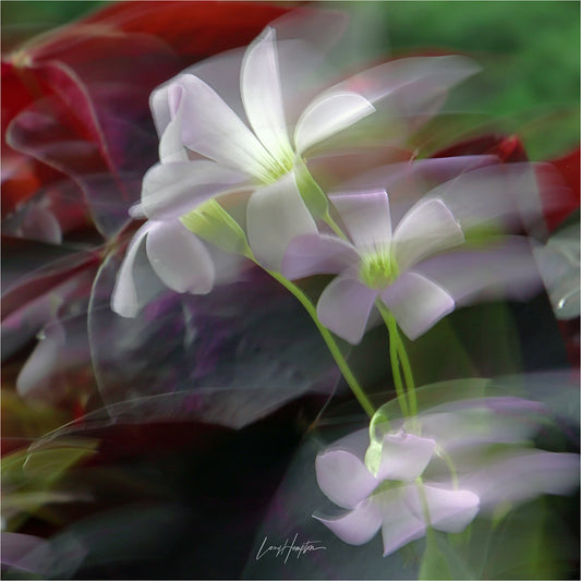 Flowers in Silence - ICM photo print of flowers blended in mesmerizing harmony.