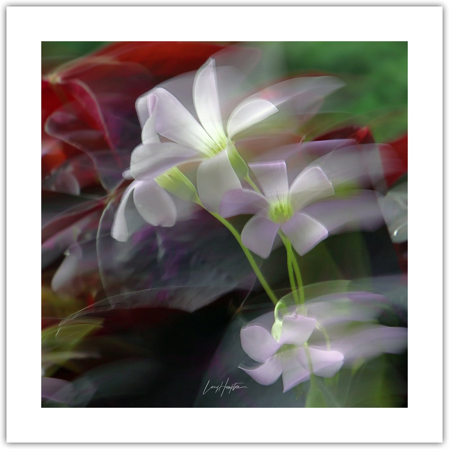 Flowers in Silence - ICM photo print of flowers blended in mesmerizing harmony.