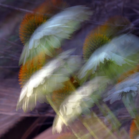 Floral Ballet – White Echinacea Impressionist Canvas Art Print
