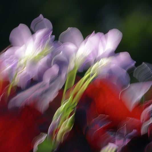 Gentle Unfurling – Purple Shamrock Impressionist Canvas Art Print