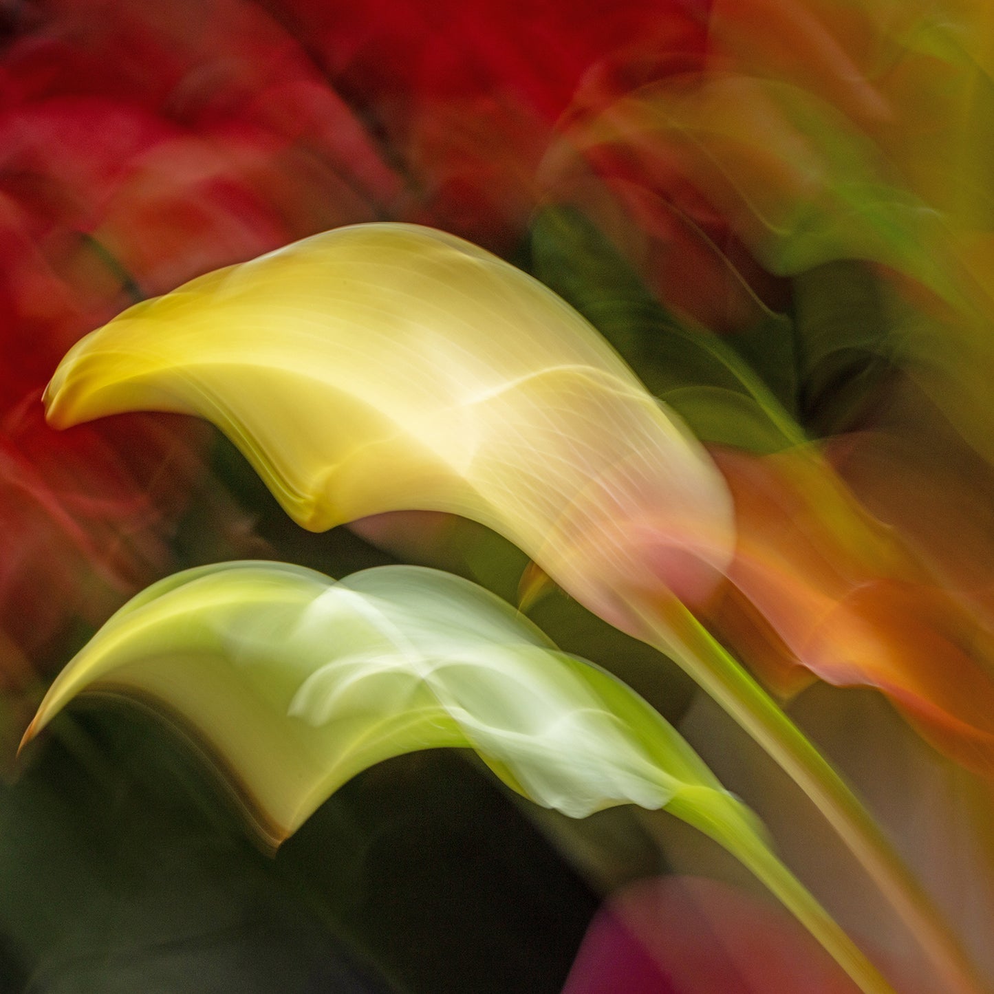 Golden Umber – Canvas Photo Art Print