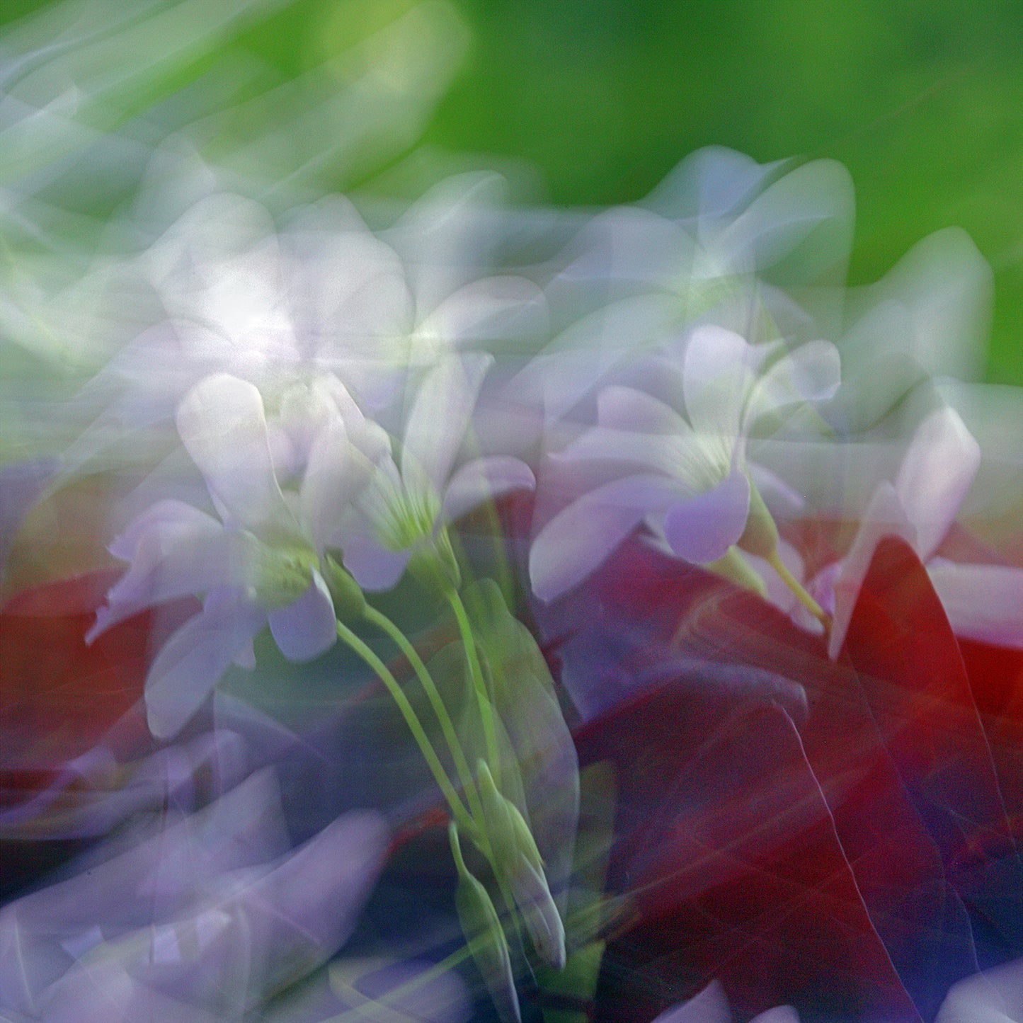 Luminous Dream - Canvas Photo Art Print
