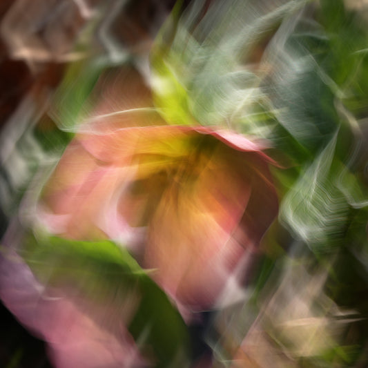 Morning Mist – Lenten Rose Impressionist Canvas Art Print