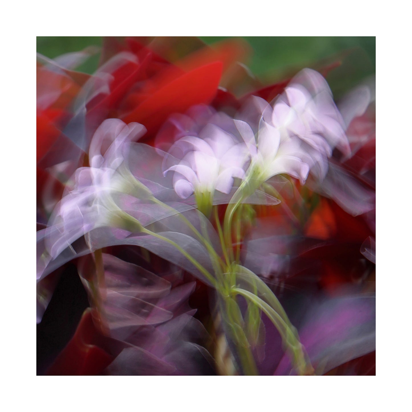 Petals in Motion - ICM photo print of flowers blended in mesmerizing harmony.