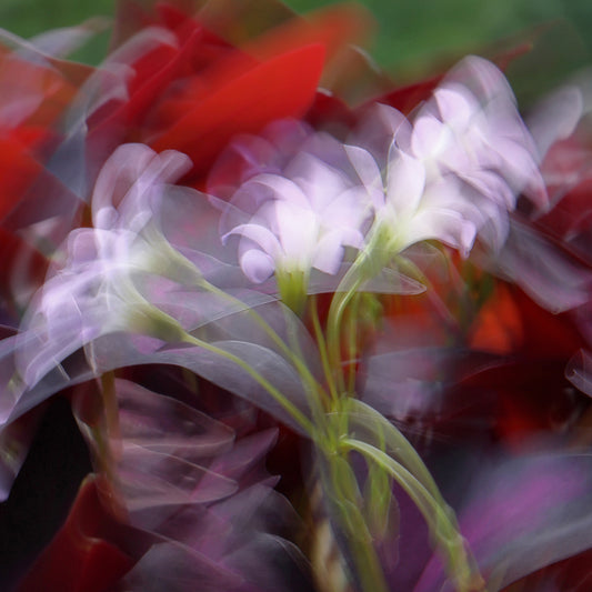 Petals in Motion - ICM photo print of flowers blended in mesmerizing harmony.