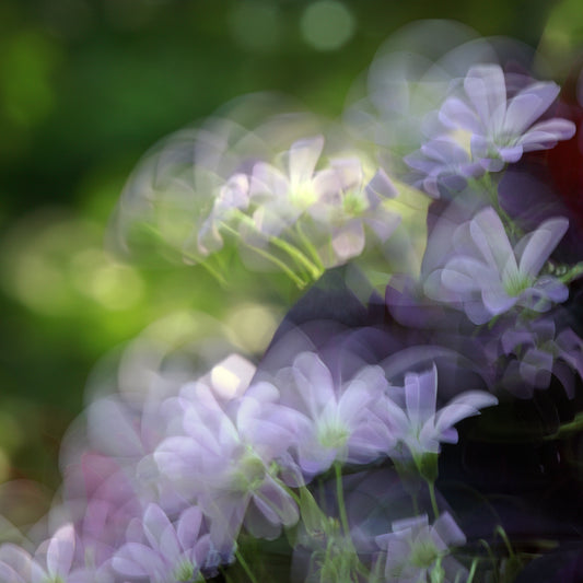 Soft Focus Bloom - ICM photo print of flowers blended in mesmerizing harmony.
