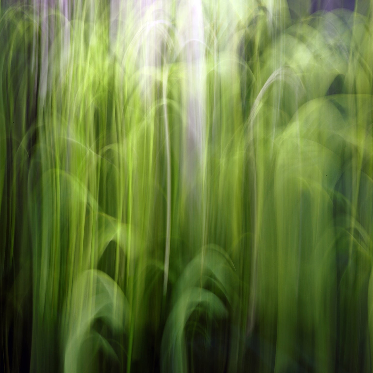 Verdant Cascade – White Hosta Impressionist Canvas Art Print