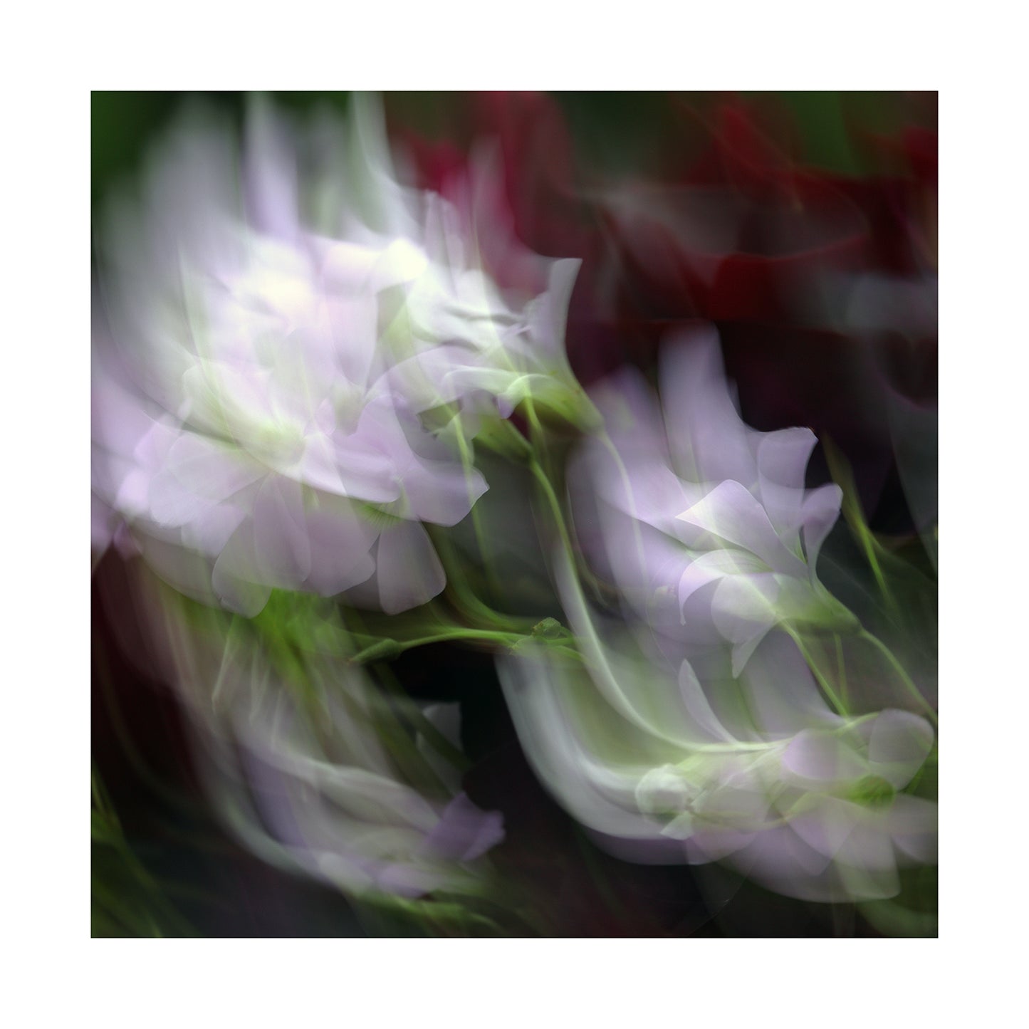 Whispers of Bloom - ICM photo print of flowers blended in mesmerizing harmony.