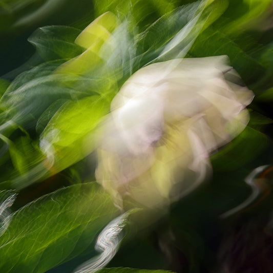Winter’s Whisper – Christmas Rose Impressionist Canvas Art Print