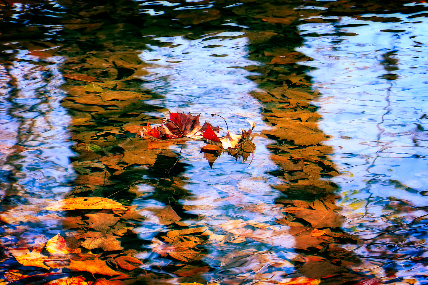 Little Laurel River by LARRY HAMPTON