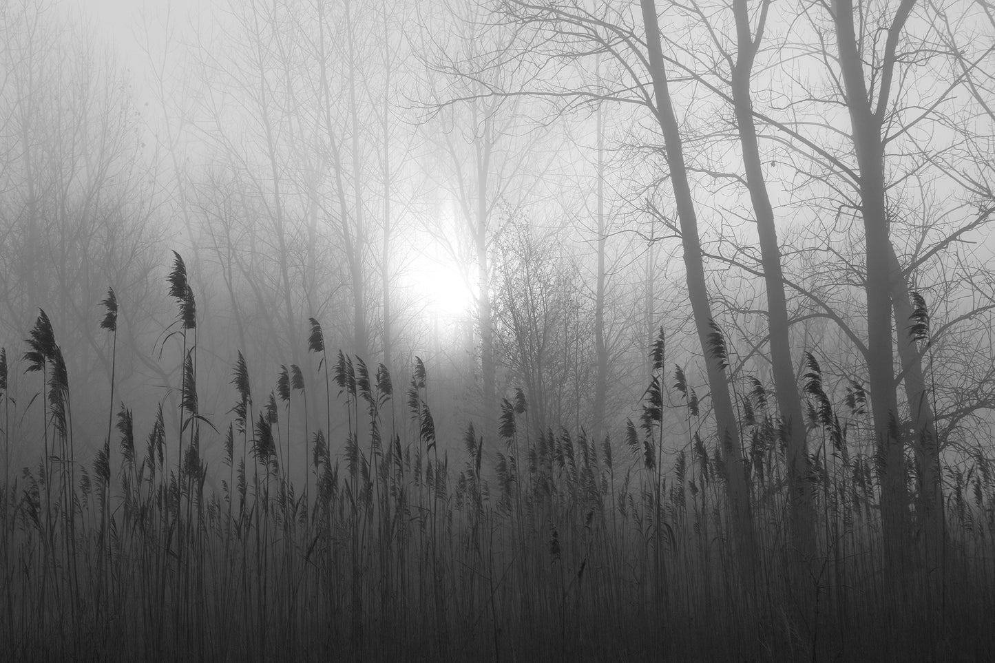 Ghostly Fog by LARRY HAMPTON