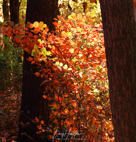 Fall Color by LARRY HAMPTON