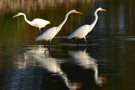 Separate Ways... Great Egrets by LARRY HAMPTON