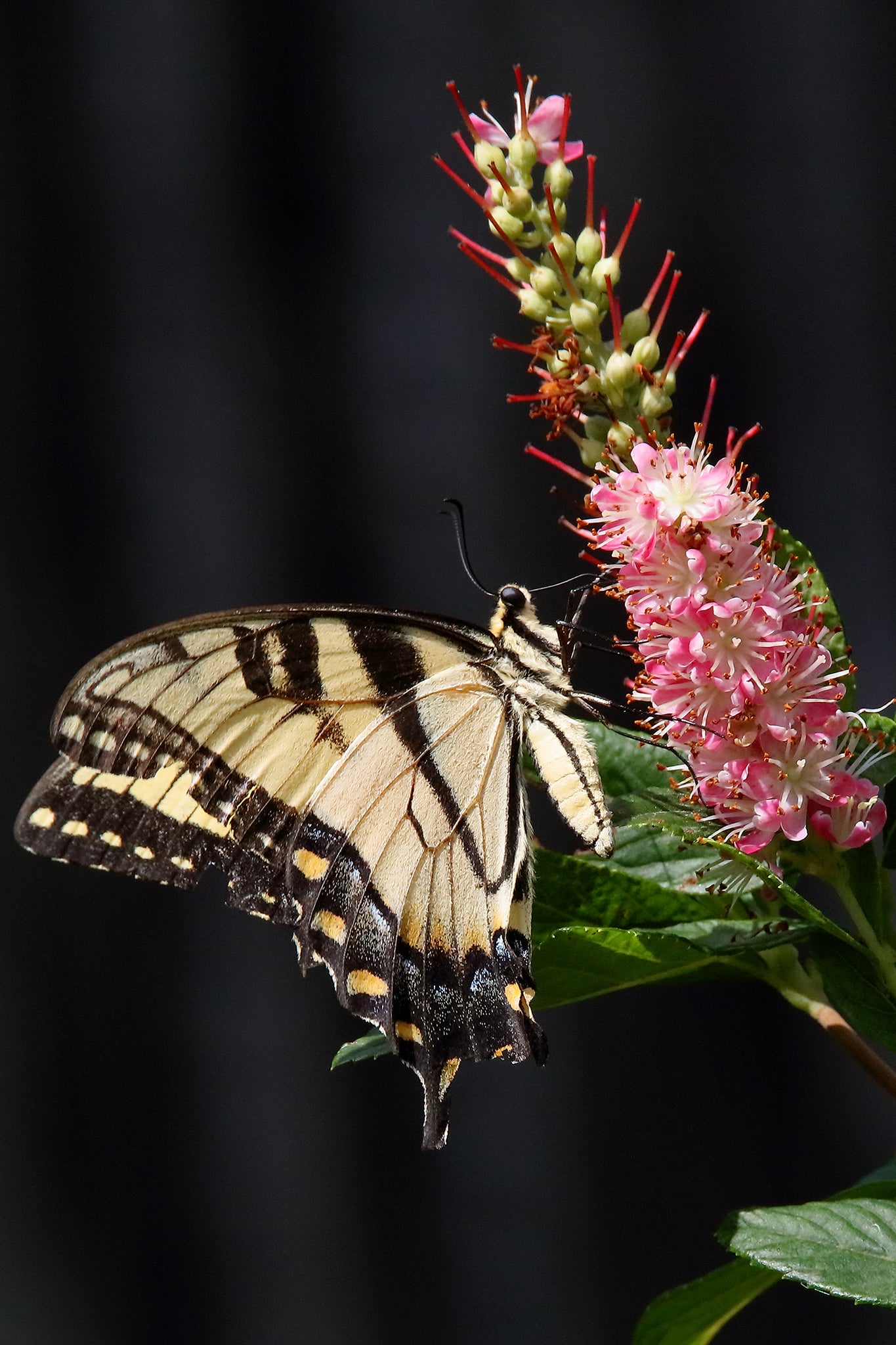 Tiger Swallowtail butterfly 1276 by LARRY HAMPTON