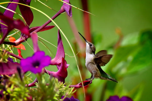 Ruby-Throated Hummingbird 2148 by LARRY HAMPTON