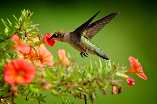 Ruby-Throated Hummingbird 2181 by LARRY HAMPTON
