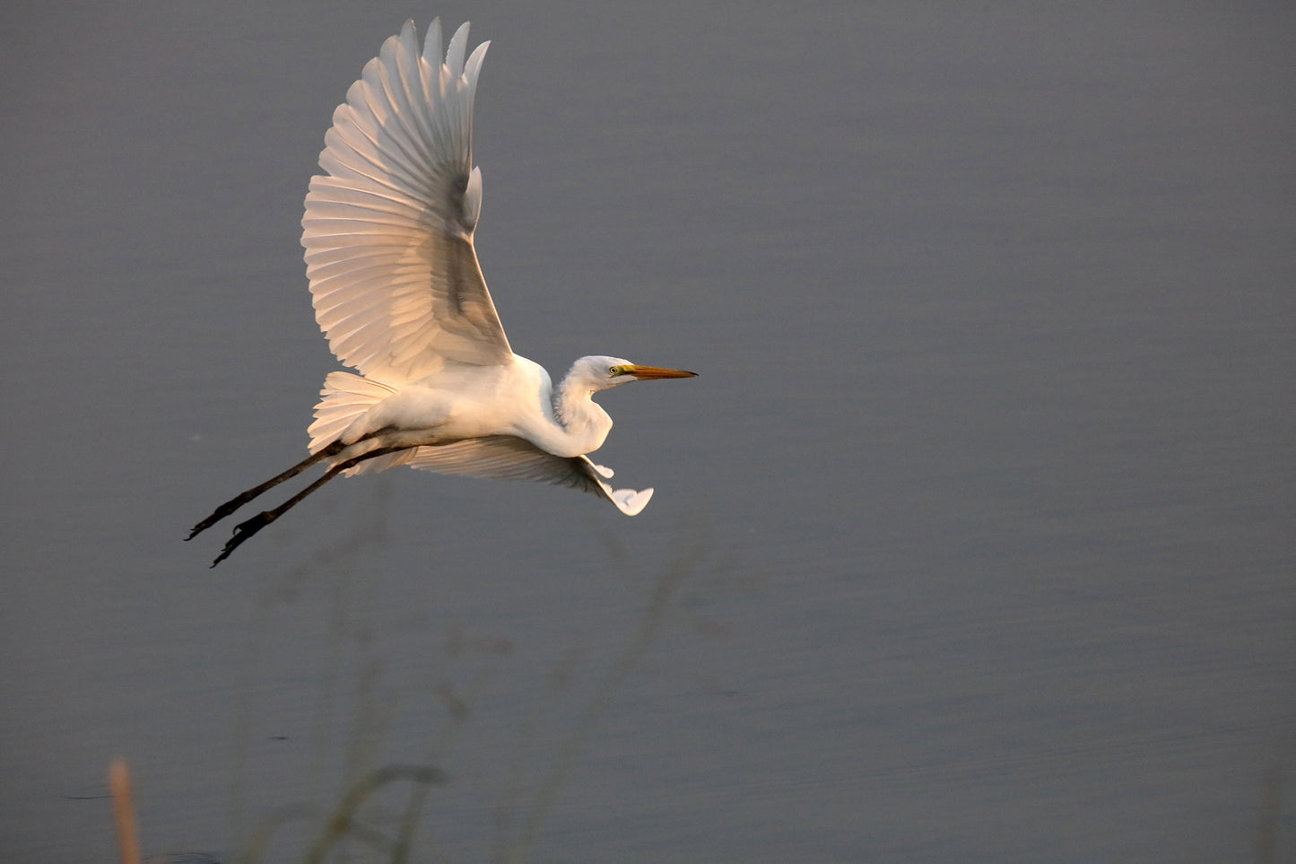 Fine Art Photography by Larry Hampton, Titled Flight of an Egret. The location was  Wildlife refuge in Gibson County, Indiana.