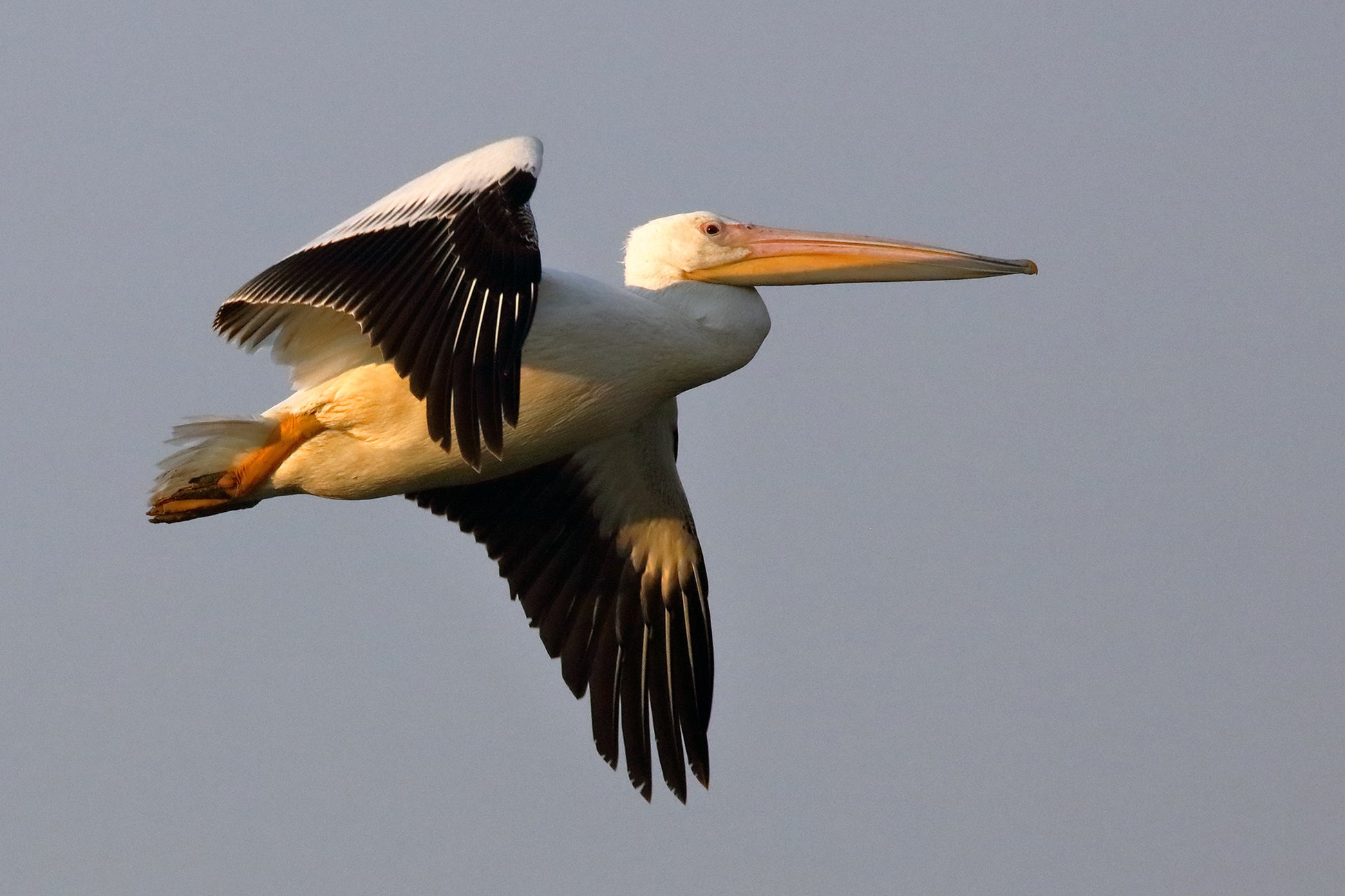 Fine Art Photography by Larry Hampton, Titled American White Pelican. The location was  Wildlife refuge in Gibson County, Indiana.