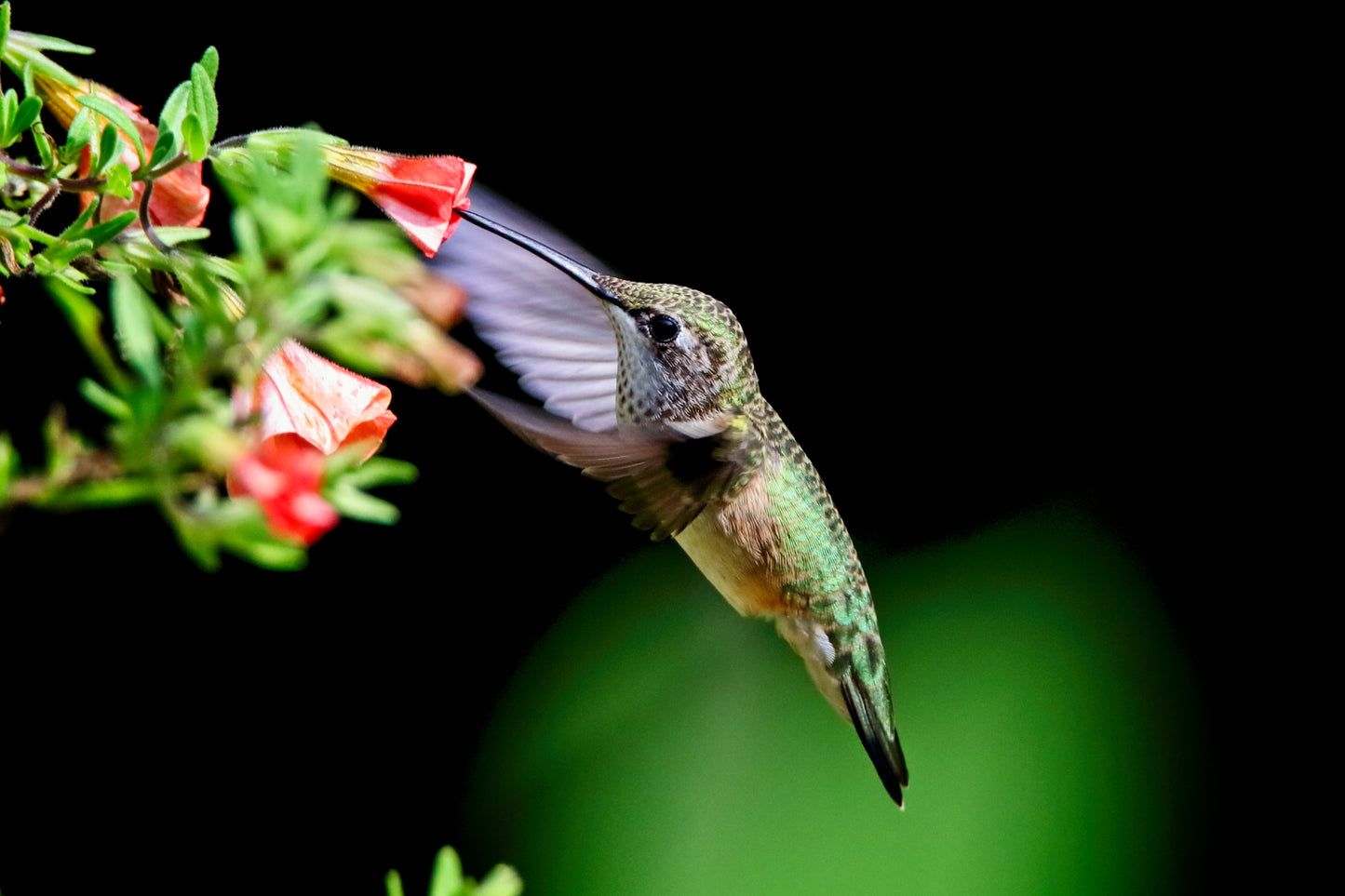 Ruby-Throated Hummingbird 9516 by LARRY HAMPTON