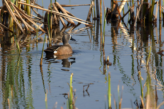 Blue-winged Teal by LARRY HAMPTON